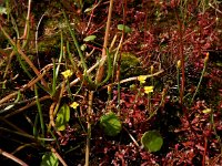 Cicendia filiformis 27, Draadgentiaan, Saxifraga-Ed Stikvoort