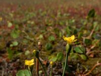 Cicendia filiformis 29, Draadgentiaan, Saxifraga-Ed Stikvoort