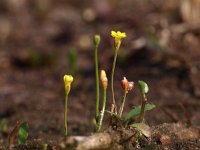 Cicendia filiformis 3, Draadgentiaan, Saxifraga-Hans Dekker