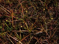 Cicendia filiformis 30, Draadgentiaan, Saxifraga-Ed Stikvoort