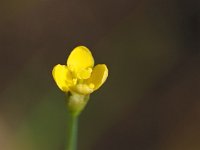 Cicendia filiformis 32, Draadgentiaan, Saxifraga-Hans Dekker