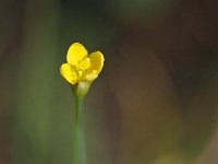 Cicendia filiformis 33, Draadgentiaan, Saxifraga-Hans Dekker