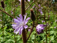 Cicerbita macrophylla 6, Saxifraga-Hans Grotenhuis