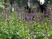 Cicerbita macrophylla 7, Saxifraga-Hans Grotenhuis