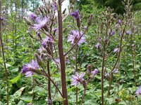Cicerbita macrophylla 8, Saxifraga-Hans Grotenhuis