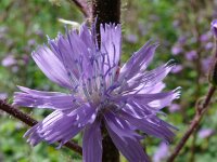 Cicerbita macrophylla 9, Saxifraga-Hans Grotenhuis