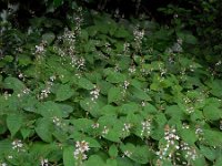 Circaea lutetiana 11, Groot heksenkruid, Saxifraga-Ed Stikvoort