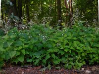 Circaea lutetiana 12, Groot heksenkruid, Saxifraga-Ed Stikvoort