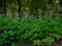 Circaea lutetiana 13, Groot heksenkruid, Saxifraga-Ed Stikvoort