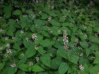 Circaea lutetiana 14, Groot heksenkruid, Saxifraga-Ed Stikvoort