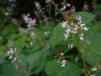 Circaea lutetiana 15, Groot heksenkruid, Saxifraga-Ed Stikvoort