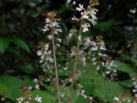 Circaea lutetiana 16, Groot heksenkruid, Saxifraga-Ed Stikvoort