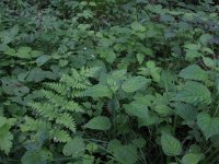 Circaea lutetiana 17, Groot heksenkruid, Saxifraga-Hans Boll