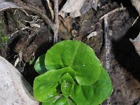 Circaea lutetiana 4, Groot heksenkruid, Saxifraga-Rutger Barendse