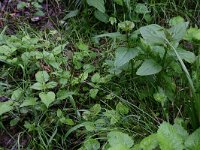 Circaea lutetiana 8, Groot heksenkruid, Saxifraga-Hans Boll