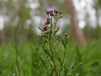 Cirsium arvense 15, akkerdistel, Saxifraga-Rudmer Zwerver