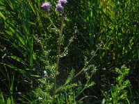 Cirsium arvense 30, Akkerdistel, Saxifraga-Ed Stikvoort