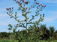 Cirsium arvense 35, Akkerdistel, Saxifraga-Ed Stikvoort