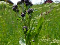 Cirsium arvense 42, Akkerdistel, Saxifraga-Hans Grotenhuis