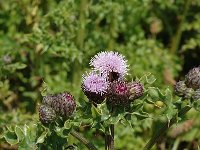 Cirsium arvense 6, Akkerdistel, Saxifraga-Jan van der Straaten