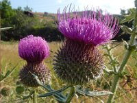 Cirsium ciliatum