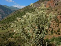 Cirsium echinus