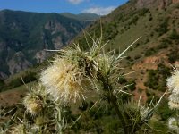 Cirsium echinus 2, Saxifraga-Ed Stikvoort