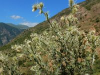 Cirsium echinus 3, Saxifraga-Ed Stikvoort