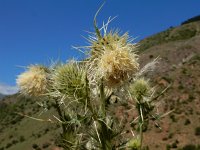 Cirsium echinus 4, Saxifraga-Ed Stikvoort