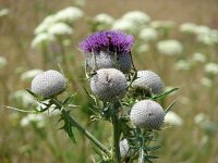 Cirsium eriophorum 11, Wollige distel, Saxifraga-Jasenka Topic