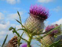 Cirsium eriophorum 26, Wollige distel, Saxifraga-Ed Stikvoort