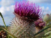 Cirsium eriophorum 34, Wollige distel, Saxifraga-Ed Stikvoort