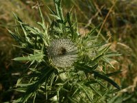 Cirsium eriophorum 35, Wollige distel, Saxifraga-Dirk Hilbers