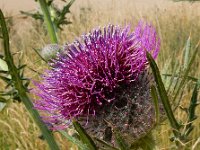 Cirsium eriophorum 39, Wollige distel, Saxifraga-Ed Stikvoort