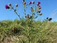 Cirsium eriophorum 40, Wollige distel, Saxifraga-Ed Stikvoort