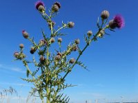 Cirsium eriophorum 42, Wollige distel, Saxifraga-Ed Stikvoort