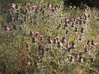 Cirsium eriophorum 53 Wollige distel, Saxifraga-Jan van der Straaten