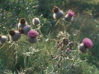 Cirsium eriophorum 54, Wollige distel, Saxifraga-Jan van der Straaten