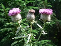 Cirsium eriophorum 7, Wollige distel, Saxifraga-Jan Willem Jongepier