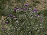 Cirsium eriophorum ssp eriophorum 12, Wollige distel, Saxifraga-Willem van Kruijsbergen