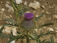 Cirsium eriophorum ssp eriophorum 13, Wollige distel, Saxifraga-Willem van Kruijsbergen