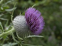 Cirsium eriophorum ssp eriophorum 15, Wollige distel, Saxifraga-Willem van Kruijsbergen