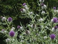 Cirsium eriophorum ssp eriophorum 16, Wollige distel, Saxifraga-Willem van Kruijsbergen