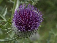 Cirsium eriophorum ssp eriophorum 17, Wollige distel, Saxifraga-Willem van Kruijsbergen