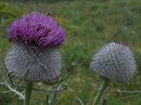 Cirsium eriophorum ssp eriophorum 44, Wollige distel, Saxifraga-Harry Jans