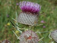 Cirsium eriophorum ssp eriophorum 5, Wollige distel, Saxifraga-Jan van der Straaten