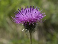 Cirsium filipendulum