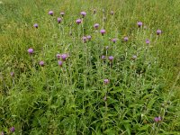 Cirsium heterophyllum 18, Saxifraga-Ed Stikvoort