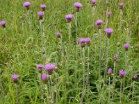 Cirsium heterophyllum 19, Saxifraga-Ed Stikvoort