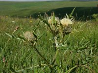 Cirsium kosmelii